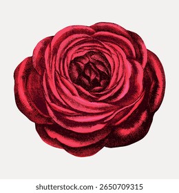 Ilustração vintage de uma rosa vermelha. A rosa, detalhada e vibrante, exibe pétalas intrincadas. Perfeito para desenhos florais, temas vintage, ou arte botânica. Vintage flor ilustração vetor.