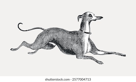 Vintage illustration of a running greyhound. The greyhound is depicted in a classic, detailed style. Elegant greyhound in motion, showcasing its sleek form. Vintage illustration isolated, vector.