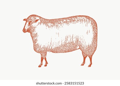 Vintage illustration of a sheep. Detailed sheep sketch in rustic style. Sheep drawing with textured lines. Sheep art in a classic, old-fashioned design. Vintage animal illustration vector.