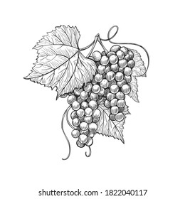 Vintage illustration of sketch wine grape. Hand drawn grape bunches with leaves, isolated on white background, ink style. Vector Composition of a bunch of grapes on a stem with leaves.