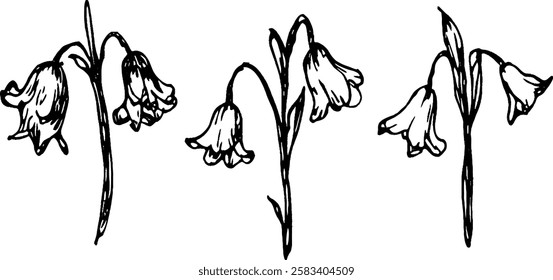 A vintage illustration of three bell-shaped flowers, each with drooping petals and slender stems. The flowers are depicted in a simple, hand-drawn style, showcasing their delicate features.