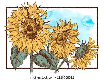 
Vintage illustration with three sunflowers against the 
watercolor sky background. Hand drawn vector illustration. Floral template.