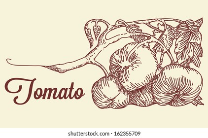 Vintage illustration with tomato