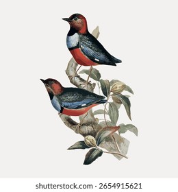 Vintage illustration of two colorful birds perched on branches. Birds feature vibrant plumage. Nature-inspired art with birds and leaves. Perfect for bird lovers. Vintage animal illustration vector.