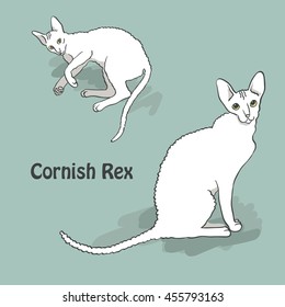Vintage illustration of two curly white cats of cornish rex breed with yellow eyes standing and lying on gray blue background with text below