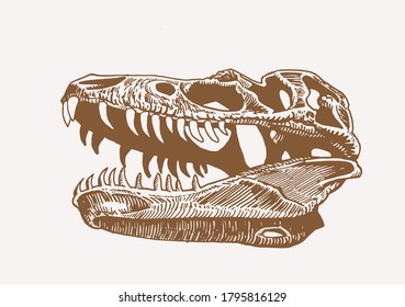 Vintage illustration of tyrannosaurus skull,vector