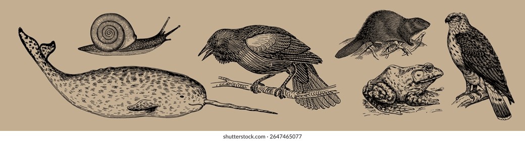 Ilustração vintage de vários animais: caracol, pássaro, castor, falcão, narval e rã. Esboços detalhados de animais em um estilo clássico, mostrando diversos animais selvagens. Vetor de elemento definido.