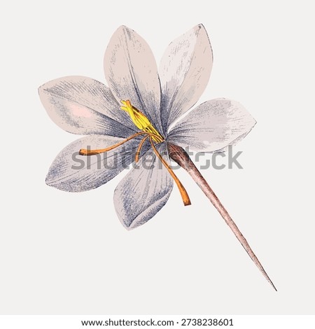 Vintage illustration vector of a delicate flower with soft pastel petals and a detailed stamen, showcasing intricate botanical artistry.