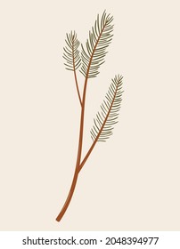 Vintage illustration of wild pine branch. Medicinal herb. Botanic vector of forest flora. Hand drawn colorful floral element. Clipart for design and print