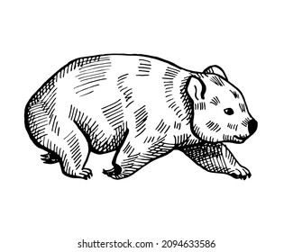 Vintage illustration of wombat on isolated white background. Vector illustration animal from Australian. Retro design character wildlife in engraving style.