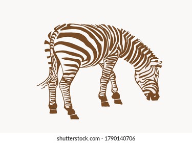 Vintage illustration of zebra, sepia background