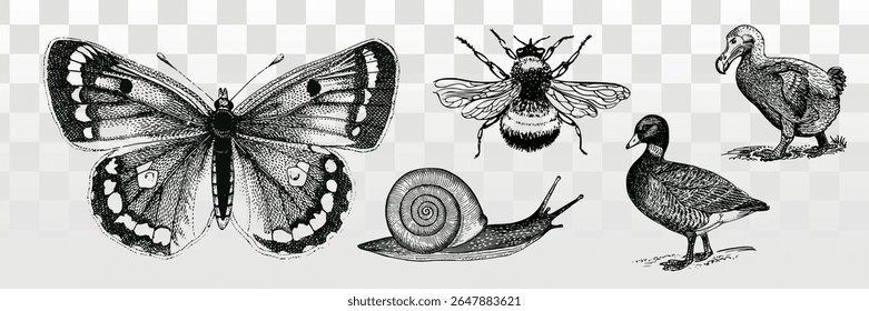 Ilustrações antigas de borboleta, abelha, caracol, pato e dodô. Esboços detalhados de insetos e animais. Desenhos clássicos da natureza em preto e branco. Vetor de elemento definido.