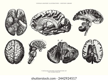 Vintage Illustrations of the Human Brain