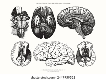 Vintage Illustrations of the Human Brain