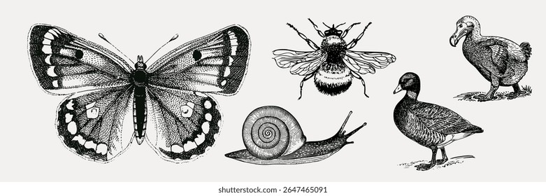 Vintage illustrations of insects and birds. Features a butterfly, bee, snail, duck, and dodo. Classic insect and bird art with detailed vintage style. Element vector set.