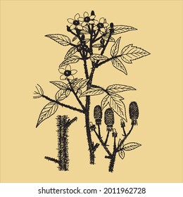 Vintage Ink Artistic Summer Drawn Botanical Plant Sketch With Transparent Background perfect for fabrics, t-shirts, mugs, decals, pillows, logo, social media pattern and much more!

