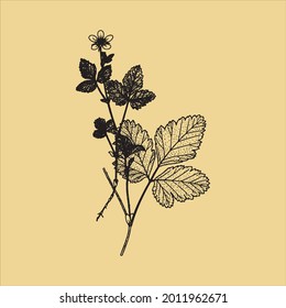 Vintage Ink Artristic Petal Drawn Botanical Plant Sketch With Transparent Background perfect for fabrics, t-shirts, mugs, decals, pillows, logo, social media pattern and much more!
