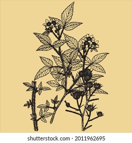 Vintage Ink Botanical Clip art Drawn Botanical Plant Sketch With Transparent Background perfect for fabrics, t-shirts, mugs, decals, pillows, logo, social media pattern and much more!
