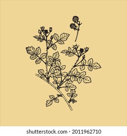 Vintage Ink Clip art Rustic Drawn Botanical Plant Sketch With Transparent Background perfect for fabrics, t-shirts, mugs, decals, pillows, logo, social media pattern and much more!
