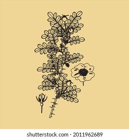 Vintage Ink Drawn Botanical Plant Sketch With Transparent Background perfect for fabrics, t-shirts, mugs, decals, pillows, logo, social media pattern and much more!

