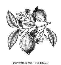 Vintage Ink hand drawn citrus fruits branch. Vector illustration of highly detailed lemons tree with leaves, fruits and flowers sketches. Perfect for packing, greeting cards, invitations, prints etc 