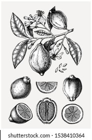 Vintage Ink hand drawn citrus fruits collection. Vector illustration of highly detailed lemons branch - citrus fruits sketches. Perfect for packing, greeting cards, invitations, prints etc 