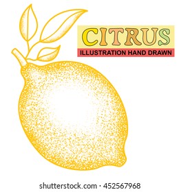 Vintage Ink hand drawn citrus fruits isolated on white background. Sketched illustration of highly detailed citrus fruits