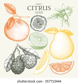 Vintage Ink hand drawn collection of citrus fruits sketch. Vector illustration of highly detailed citrus fruits in pastel colors