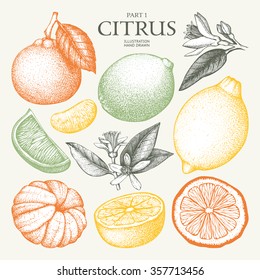 Vintage Ink hand drawn collection of citrus fruits sketch. Vector illustration of highly detailed citrus fruits in pastel colors
