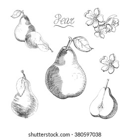 Vintage Ink hand drawn collection of pears. Vector set of highly detailed pears.