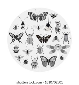 Vintage insect. Black-and-white vector butterfly, wasp, bee, beetle and bug various species icon set in round composition. Vintage flying insect sketch different type in circle illustration