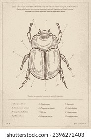 Afiche de insecto de época. Creatividad minimalista y arte. Biología y zoología. Estructura del cuerpo del fallo. Folleto y folleto. Elegancia y estética. Ilustración lineal vectorial