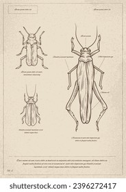 Vintage-Insektenposter. Minimalistische Kreativität und Kunst. Biologie und Zoologie. Struktur des Grasshopper Körper. Abdeckung oder Banner. Lehrmaterial für Kinder. Lineare flache Vektorgrafik