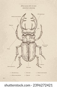 Afiche de insecto de época. Creatividad minimalista y arte. Biología y zoología. Estructura del escarabajo. Volante y folleto. Material educativo para niños. Ilustración lineal vectorial