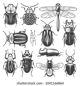 Vintage Insects Collection With Fly Dragonfly And Different Types Of Bugs And Beetles Isolated Vector Illustration