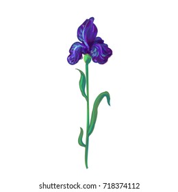 Vintage iris vector hand drawing isolated on pastel background with your text