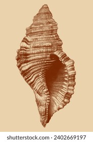 Vintage, isolated stippling sea shell illustration. 