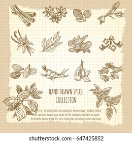 Vintage kitchen poster with hand drawn spice collection. Vector illustration