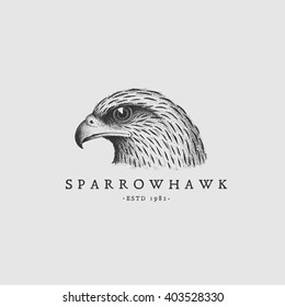 Vintage label with ink hand drawn sketch of sparrowhawk. Vector illustration.