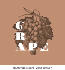 Vintage label with pen and ink hand drawn bunch of grapes and leaves. Vector illustration.