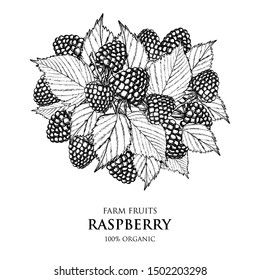 Vintage label with raspberry on white background in engraving style. Vector illustration. Fruit and Vegetables Collection for print and web.