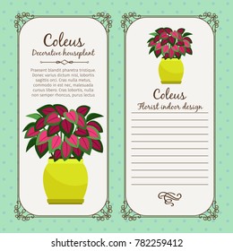 Vintage label template with decorative coleus plant in pot, vector illustration