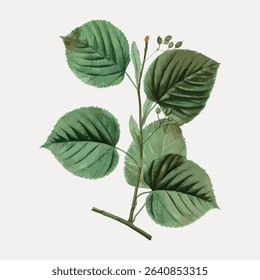 Vintage leaf botanical, vector element. 