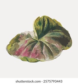 Vintage leaf drawing. Green leaf isolated vector element. Vintage isolated green nature leaf, vintage style art drawing illustration, isolated nature vector element.