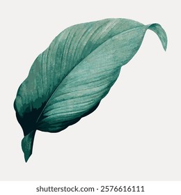 Vintage leaf green vector element. Green plant leaf isolated element, vintage art illustration. Vintage green botanical leaf art drawing illustration, old nature plant painting art print.