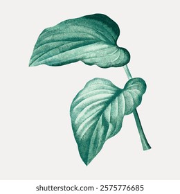 Vintage leaf greenGreen plant leaves isolated element, vintage art illustration. Vintage green botanical leaves art drawing illustration. Nature concept painting art vector.