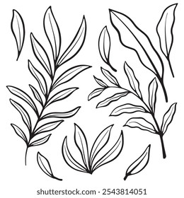 Vintage leave element design with hand drawn style