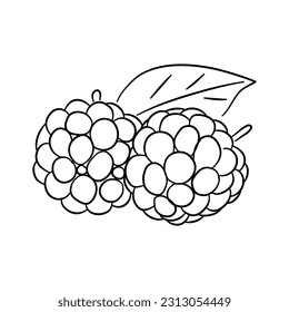 Vintage line art icon with Blackberry sketch isolated on white background. Hand drawn vector illustration for web design.