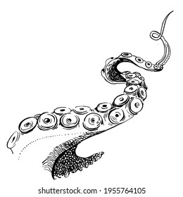 Vintage line art of octopus tentacles on white background for decoration design.  Vector isolated illustration. Vector nature graphic background.