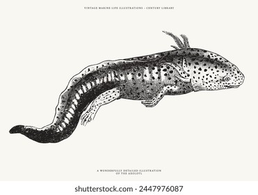 Vintage Line Art Vector Illustration of an Axolotl